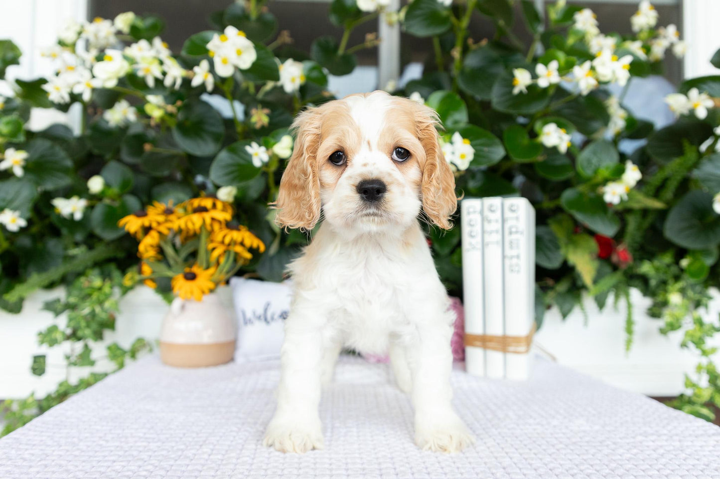 Cocker Spaniel Female (Hazel)
