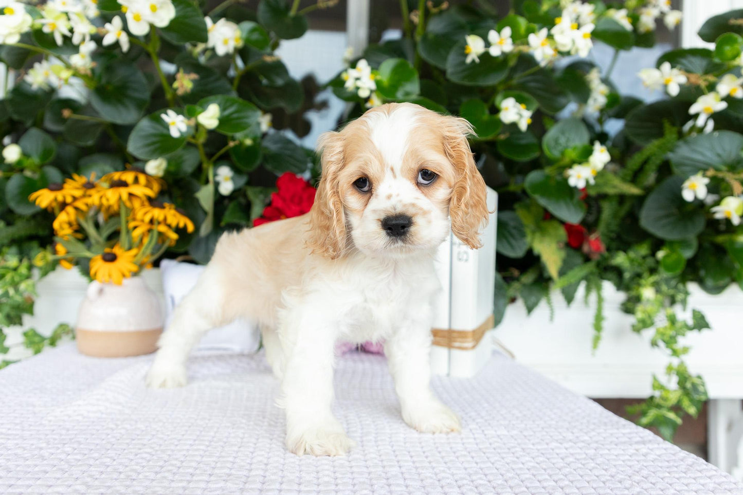 Cocker Spaniel Female (Hazel)