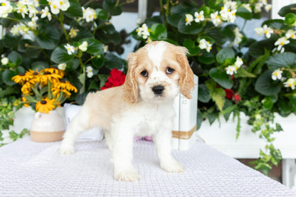 Cocker Spaniel Female (Hazel)