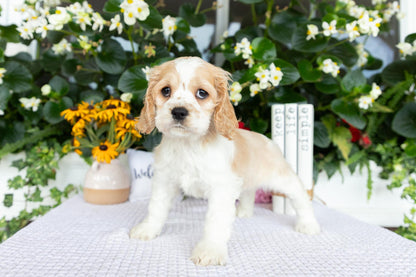 Cocker Spaniel Female (Hazel)