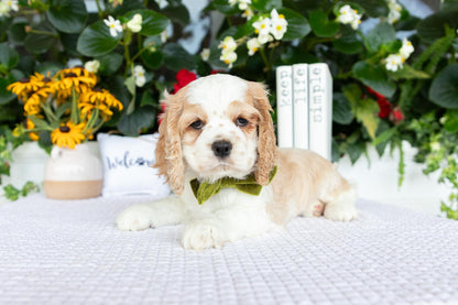 Cocker Spaniel Female (Heaven)