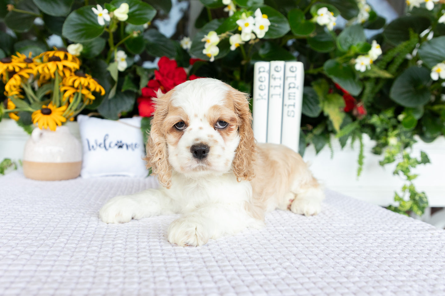 Cocker Spaniel Female (Heaven)