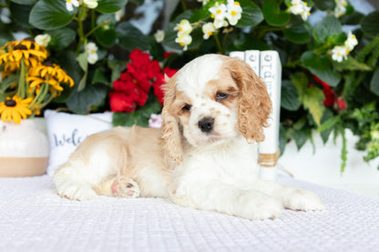 Cocker Spaniel Female (Heaven)