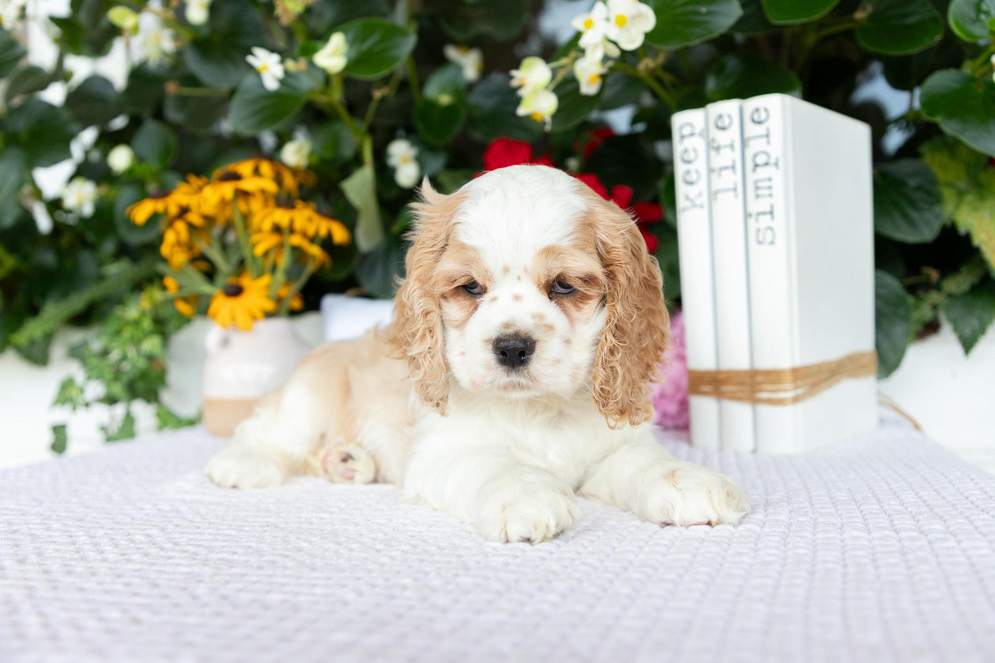 Cocker Spaniel Female (Heaven)