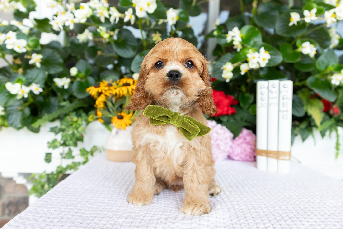 Cocker Spaniel Female (Annie)
