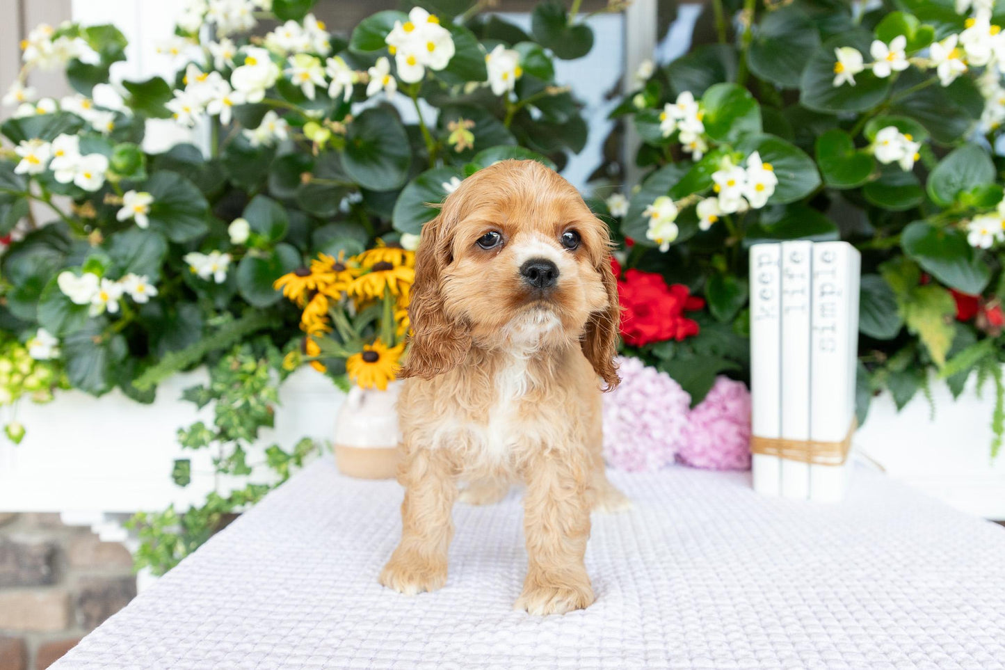 Cocker Spaniel Female (Annie)