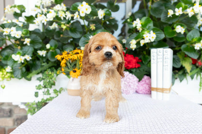 Cocker Spaniel Female (Annie)