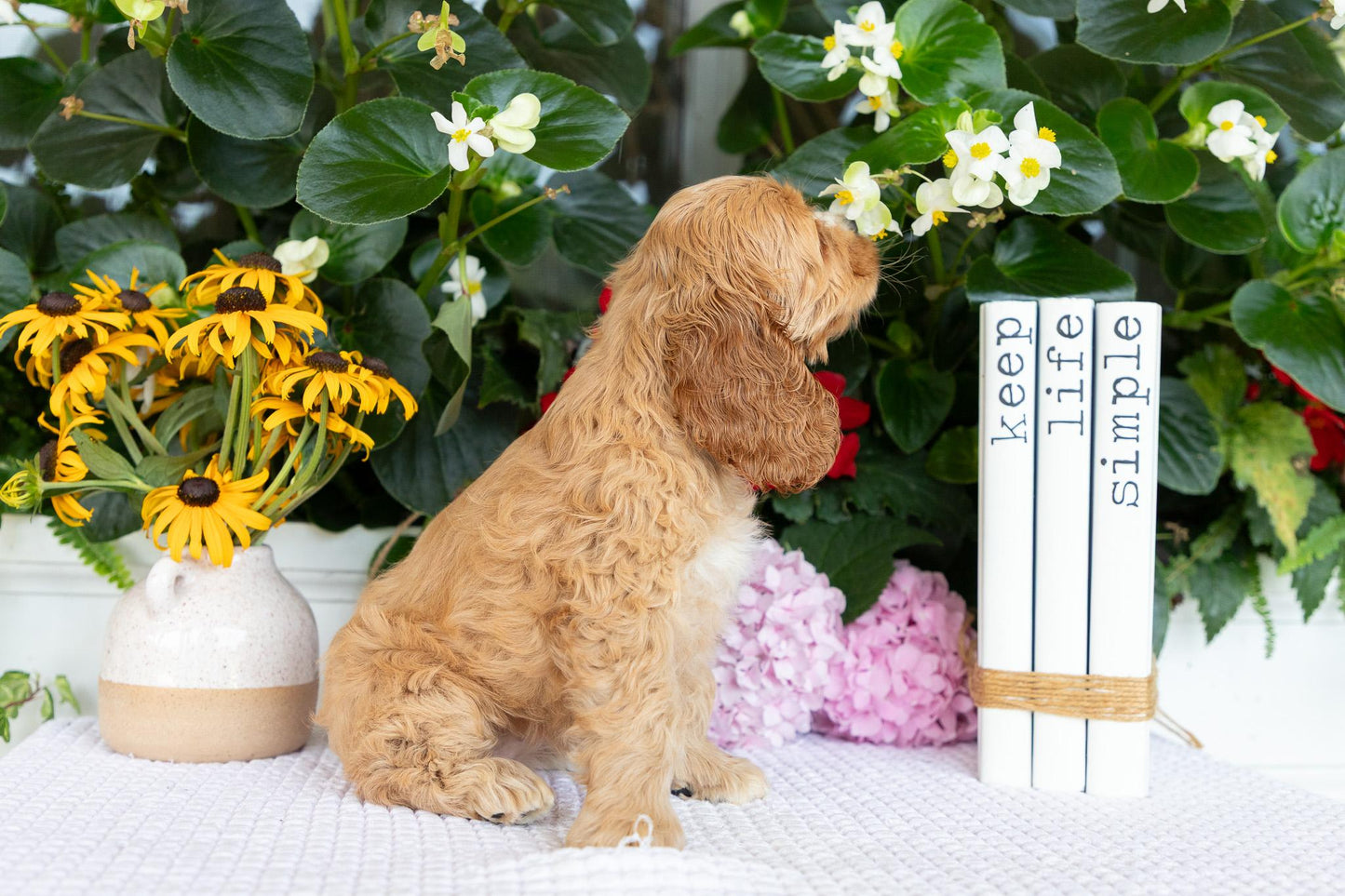 Cocker Spaniel Female (Annie)