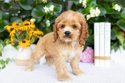 Cocker Spaniel Female (Annie)