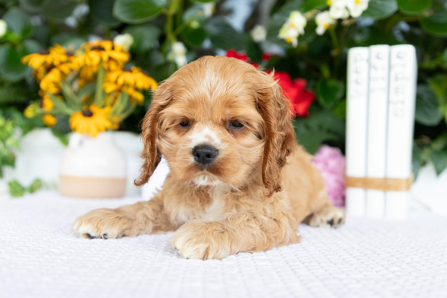 Cocker Spaniel Female (Annie)