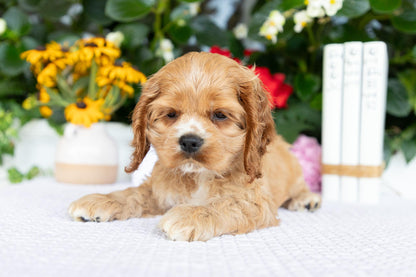 Cocker Spaniel Female (Annie)