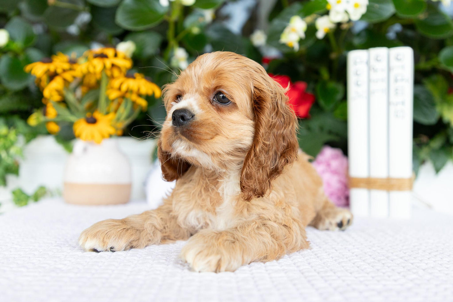 Cocker Spaniel Female (Annie)