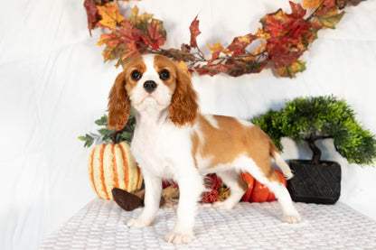 Cavalier King Charles Spaniel Female (Elodie)