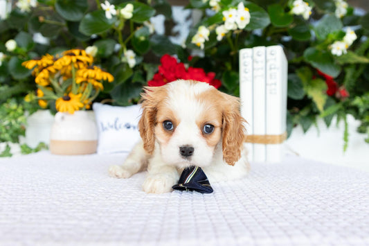 Cavalier King Charles Spaniel Male (Archie)