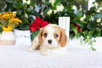 Cavalier King Charles Spaniel Male (Archie)