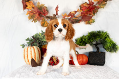 Cavalier King Charles Spaniel Female (Elodie)