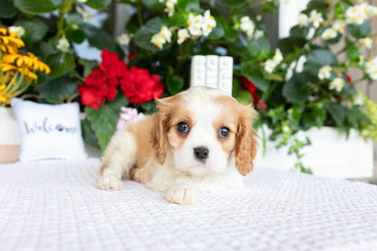 Cavalier King Charles Spaniel Male (Archie)