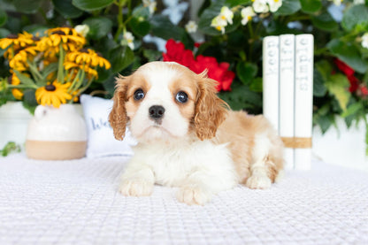 Cavalier King Charles Spaniel Male (Archie)