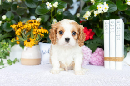 Cavalier King Charles Spaniel Male (Archie)