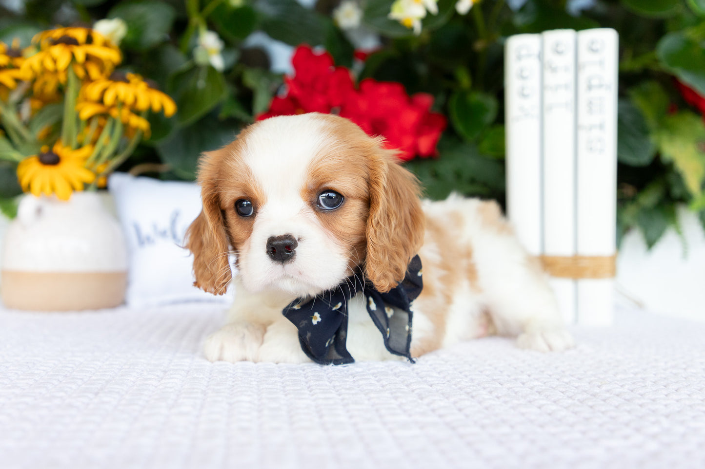 Cavalier King Charles Spaniel Female (Athena)