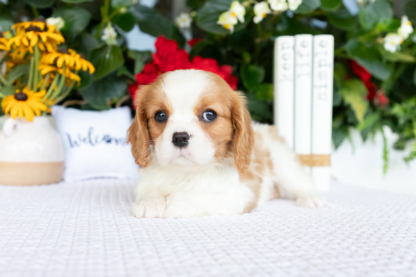 Cavalier King Charles Spaniel Female (Athena)