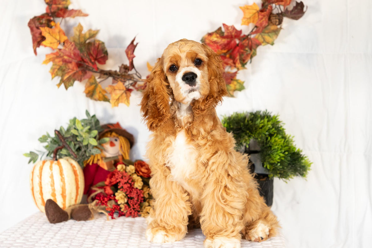 Cocker Spaniel Female (Alina)
