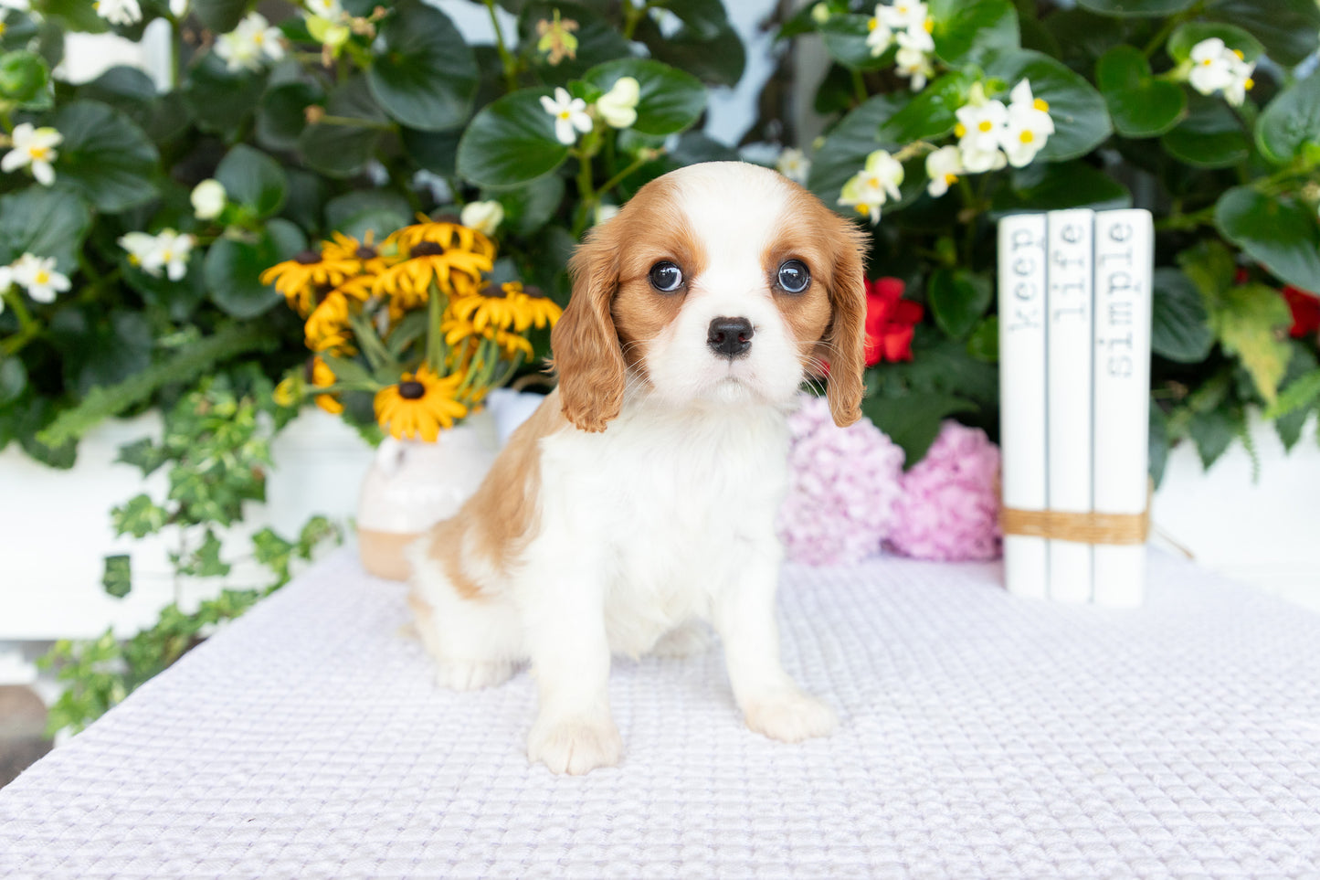 Cavalier King Charles Spaniel Female (Athena)