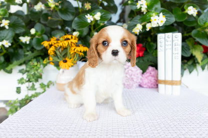 Cavalier King Charles Spaniel Female (Athena)