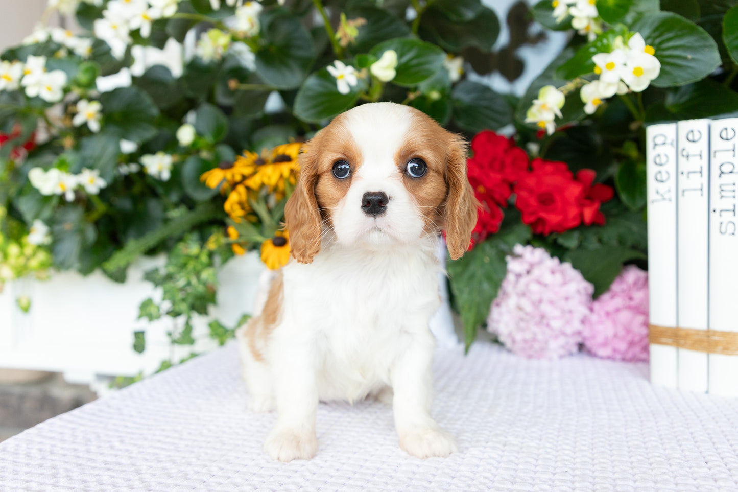 Cavalier King Charles Spaniel Female (Athena)