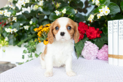 Cavalier King Charles Spaniel Female (Athena)
