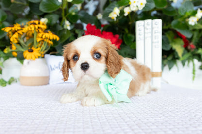 Cavalier King Charles Spaniel Female (Annalynn)