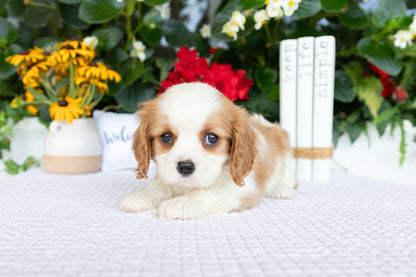 Cavalier King Charles Spaniel Female (Annalynn)