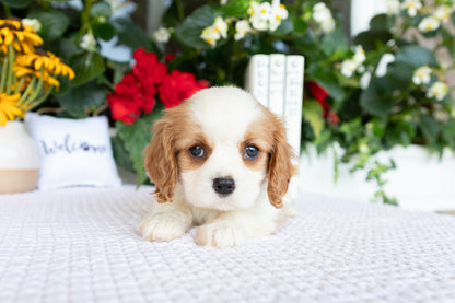 Cavalier King Charles Spaniel Female (Annalynn)