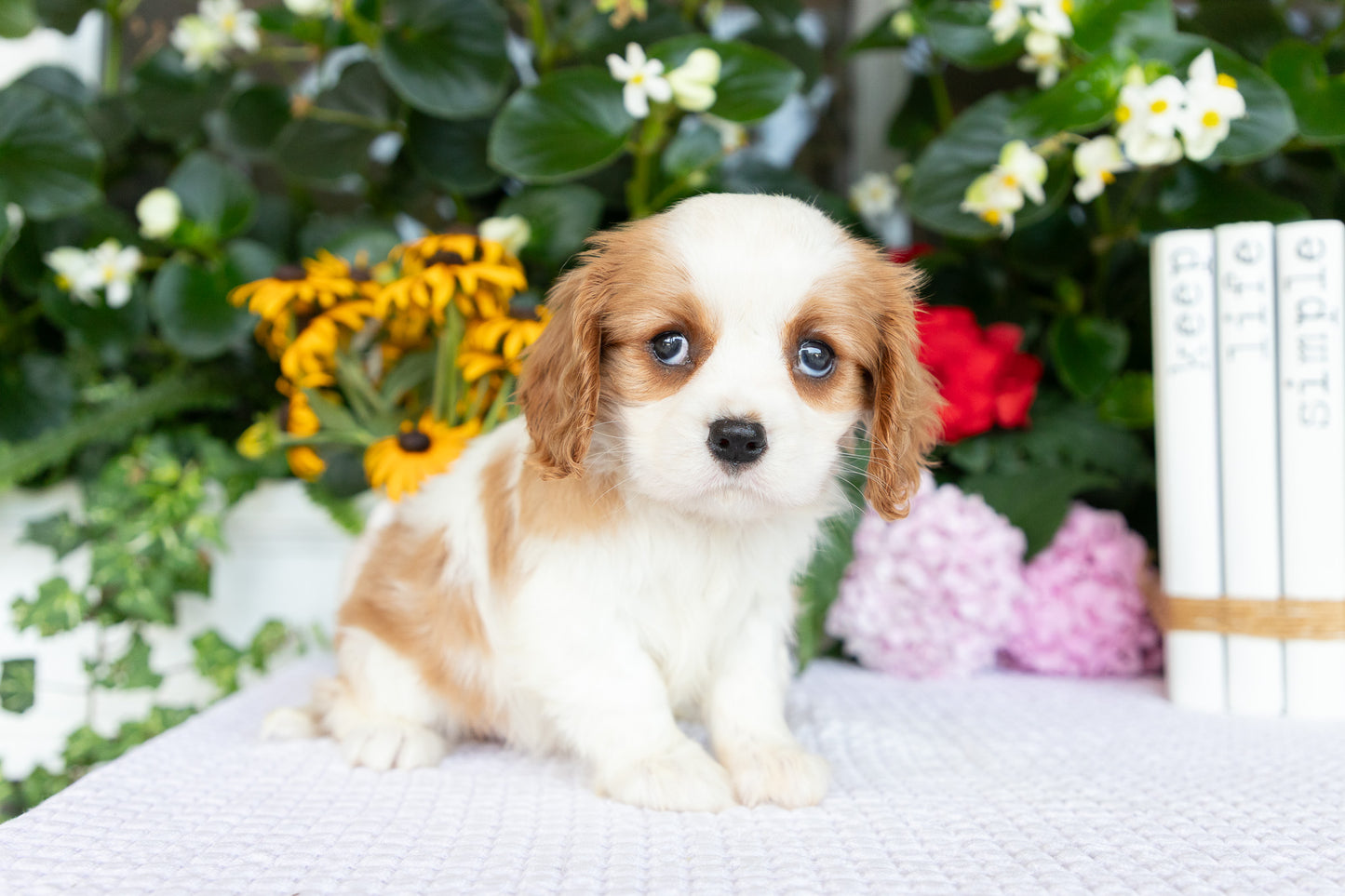 Cavalier King Charles Spaniel Female (Annalynn)