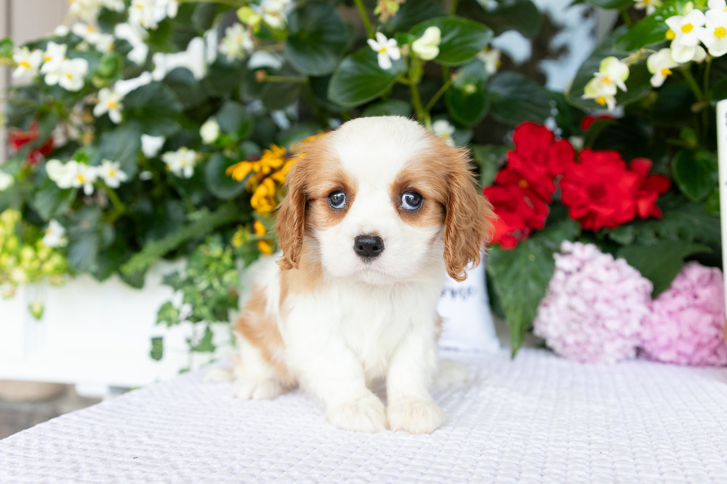 Cavalier King Charles Spaniel Female (Annalynn)