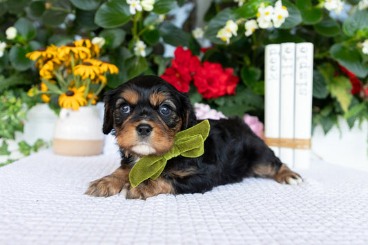 Cavalier King Charles Spaniel Female (Kira)