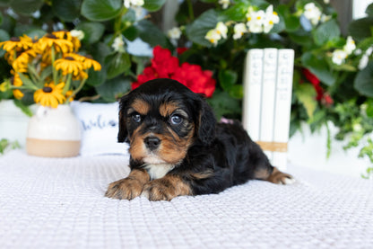 Cavalier King Charles Spaniel Female (Kira)