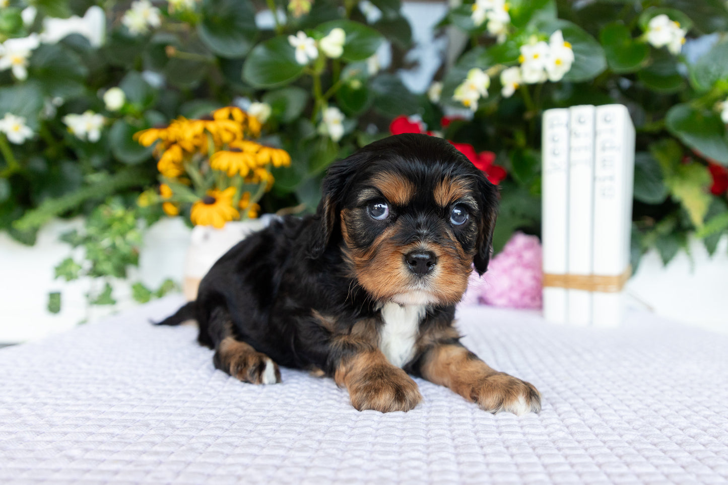 Cavalier King Charles Spaniel Female (Kira)