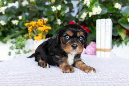 Cavalier King Charles Spaniel Female (Kira)