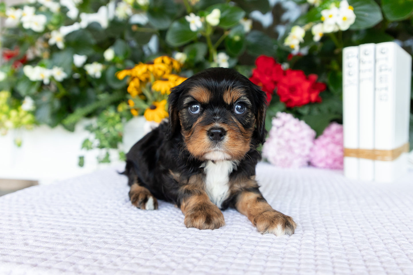 Cavalier King Charles Spaniel Female (Kira)