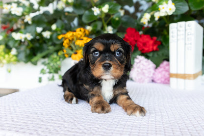 Cavalier King Charles Spaniel Female (Kira)