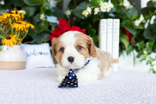 Cavalier King Charles Spaniel Male (Kaden)