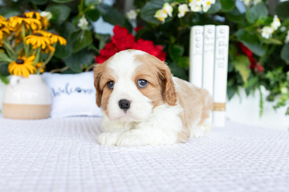 Cavalier King Charles Spaniel Male (Kaden)
