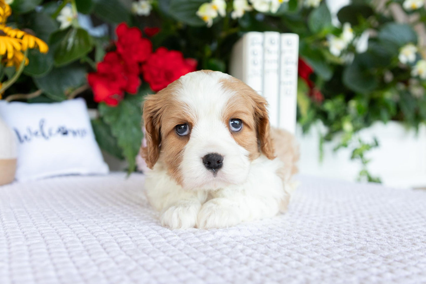 Cavalier King Charles Spaniel Male (Kaden)