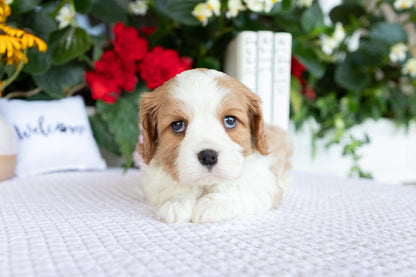 Cavalier King Charles Spaniel Male (Kaden)