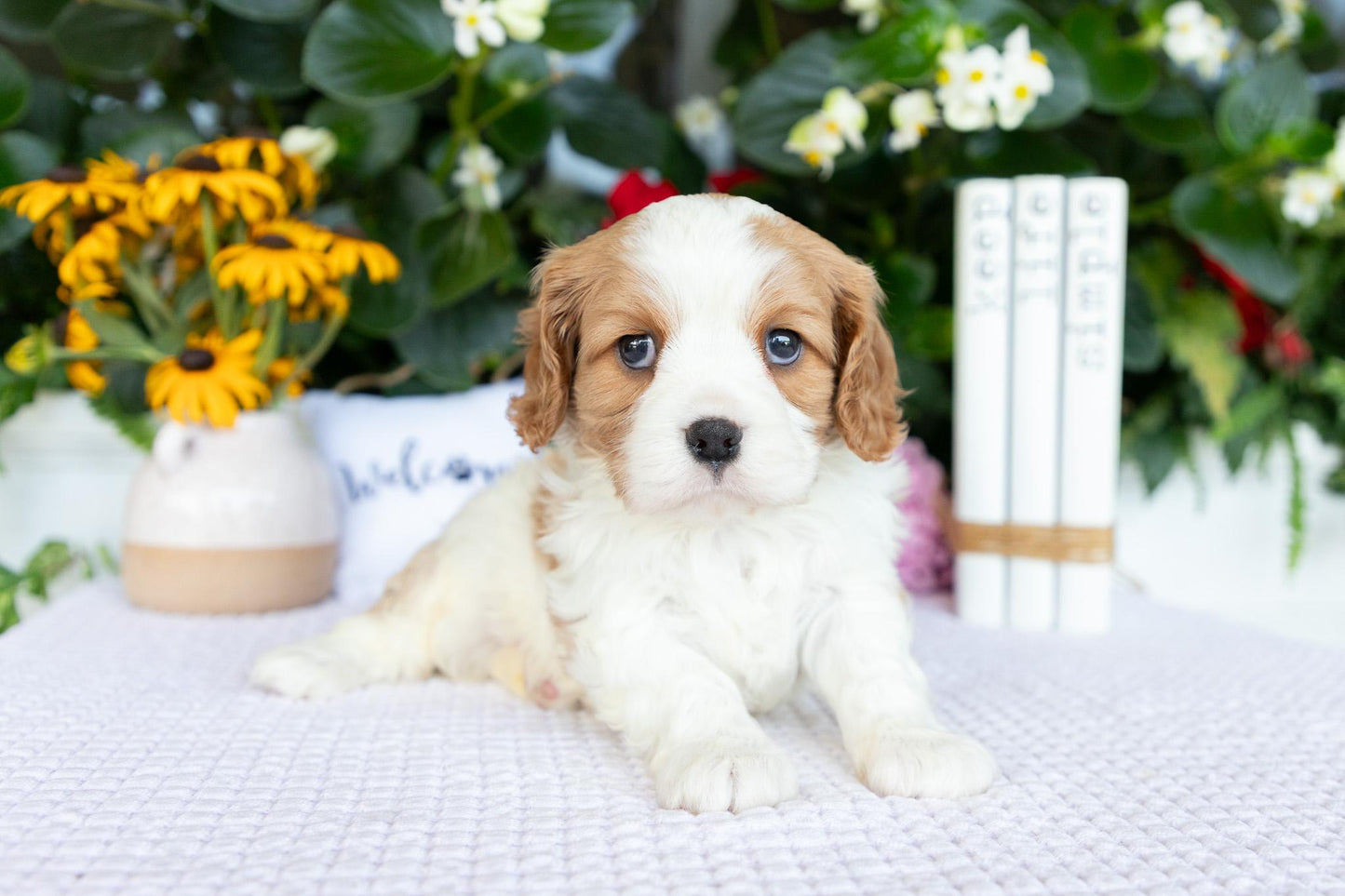 Cavalier King Charles Spaniel Male (Kaden)