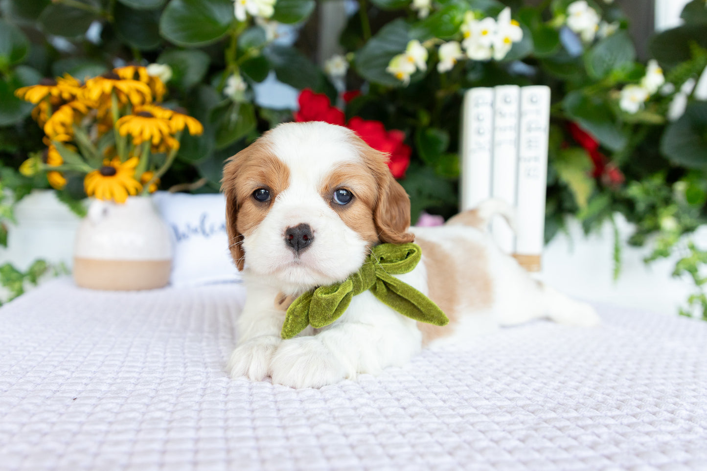 Cavalier King Charles Spaniel Female (Kalani)