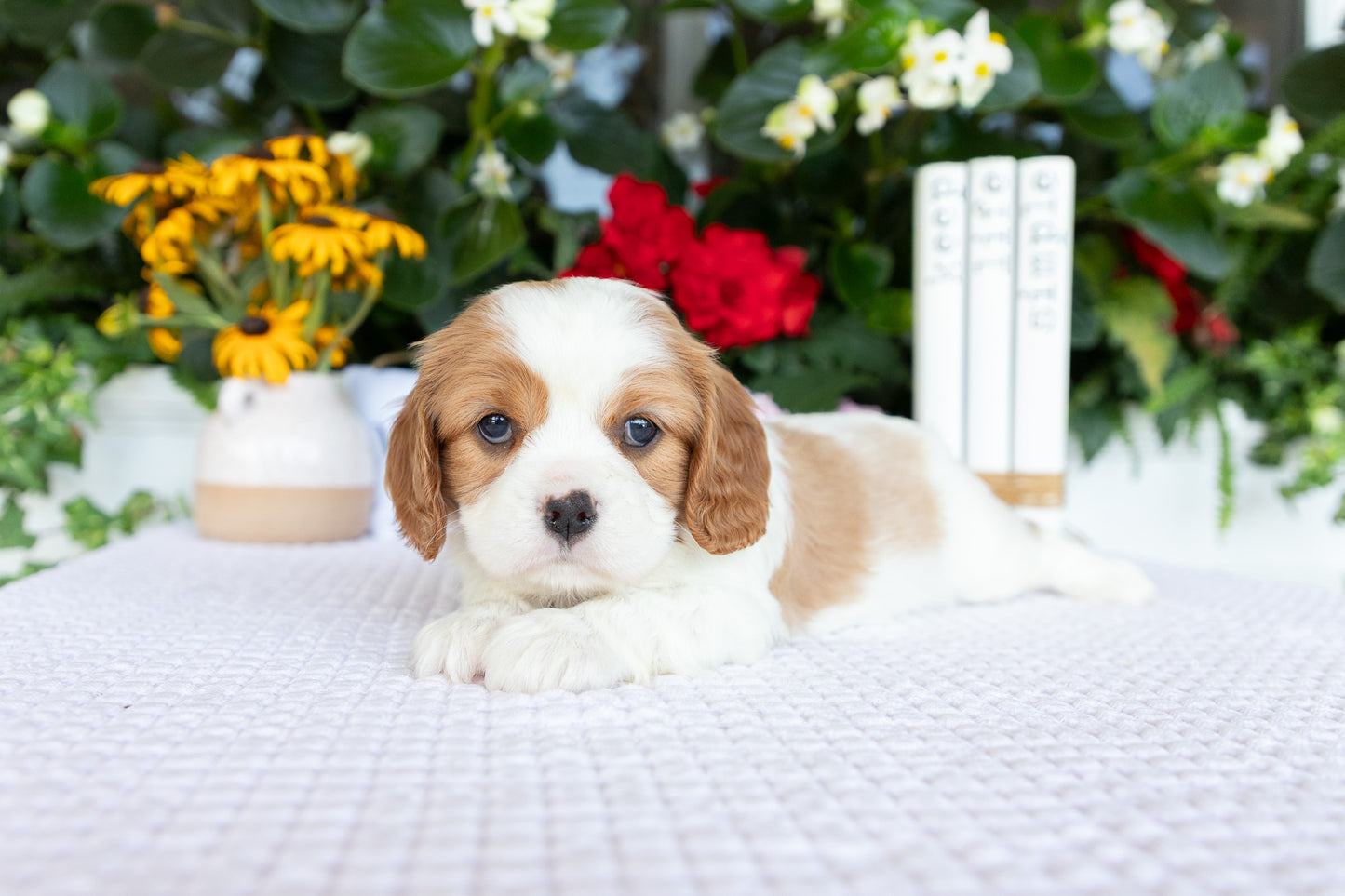 Cavalier King Charles Spaniel Female (Kalani)