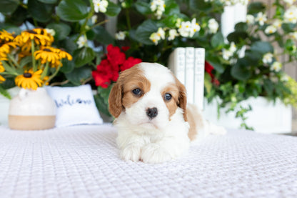 Cavalier King Charles Spaniel Female (Kalani)