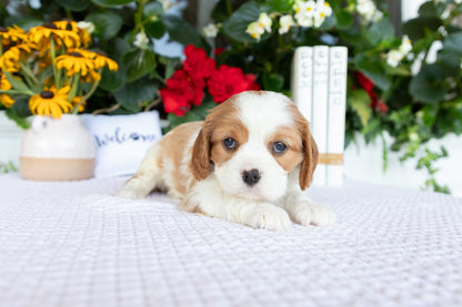 Cavalier King Charles Spaniel Female (Kalani)